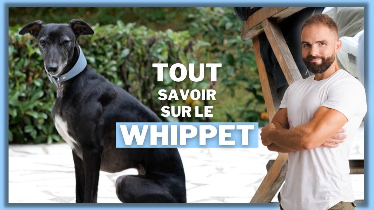 Le Whippet, tout savoir sur ces chiens