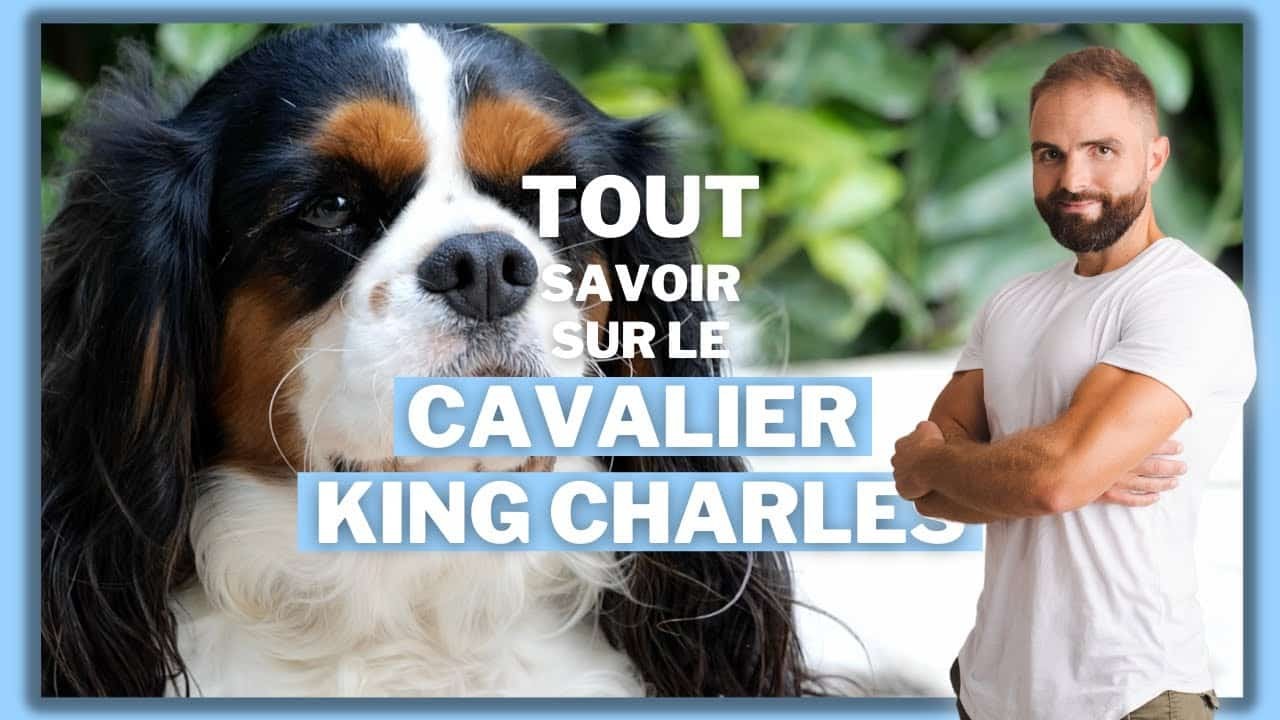 Le Cavalier King Charles, tout savoir sur ces chiens