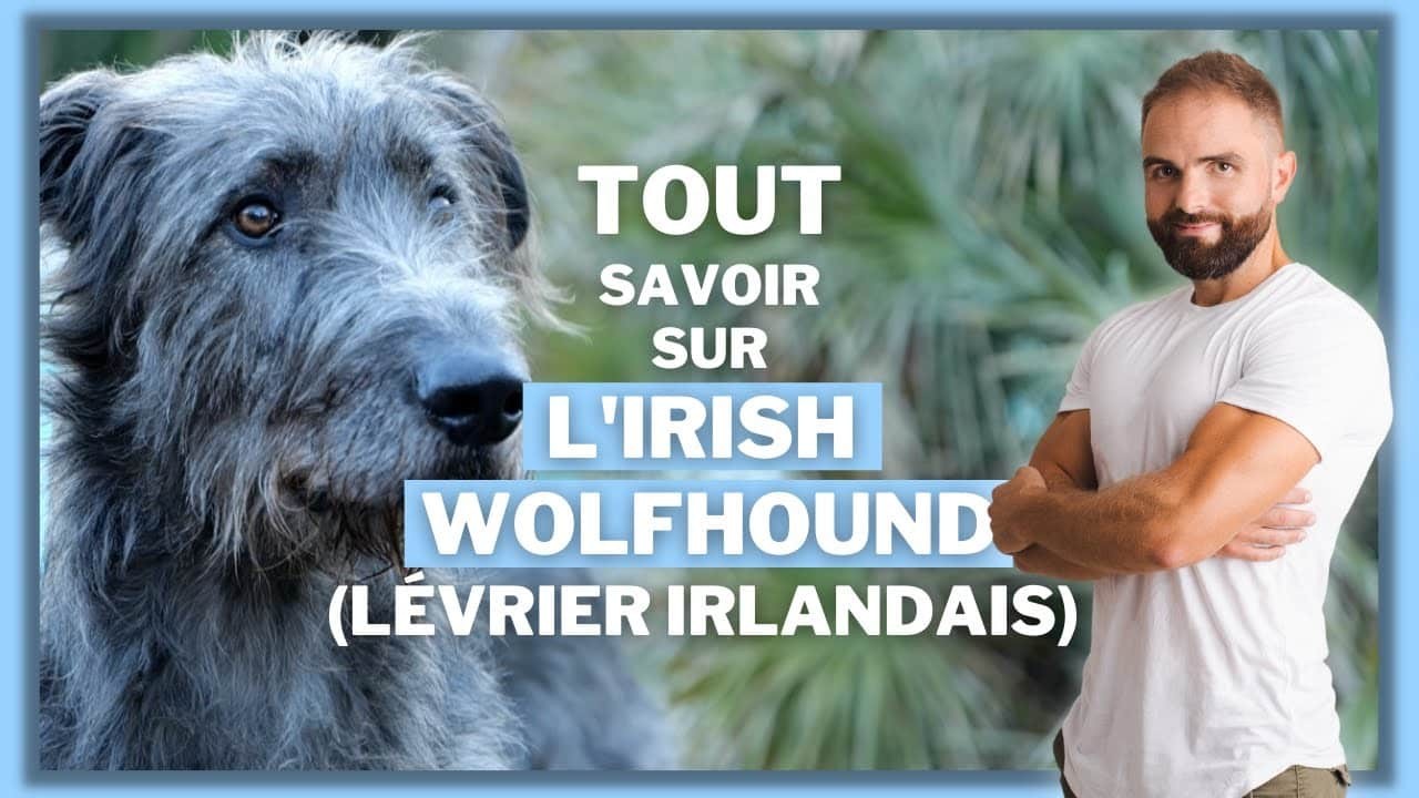 L’Irish Wolfhound, tout savoir sur le Lévrier Irlandais