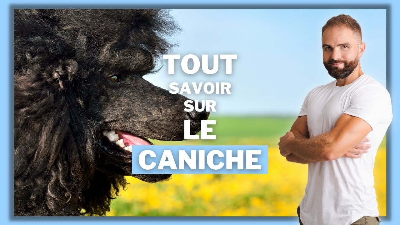 Le Caniche, tout savoir sur ces chiens