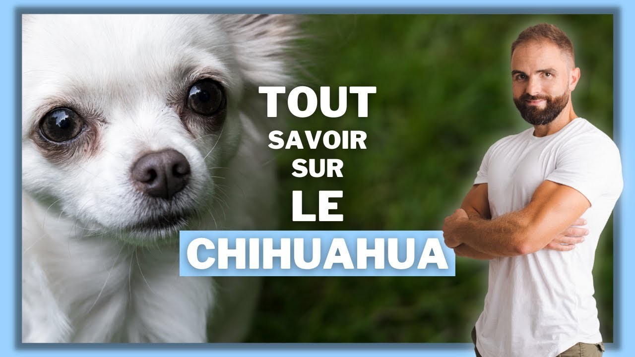 Le Chihuahua, tout savoir sur ces chiens