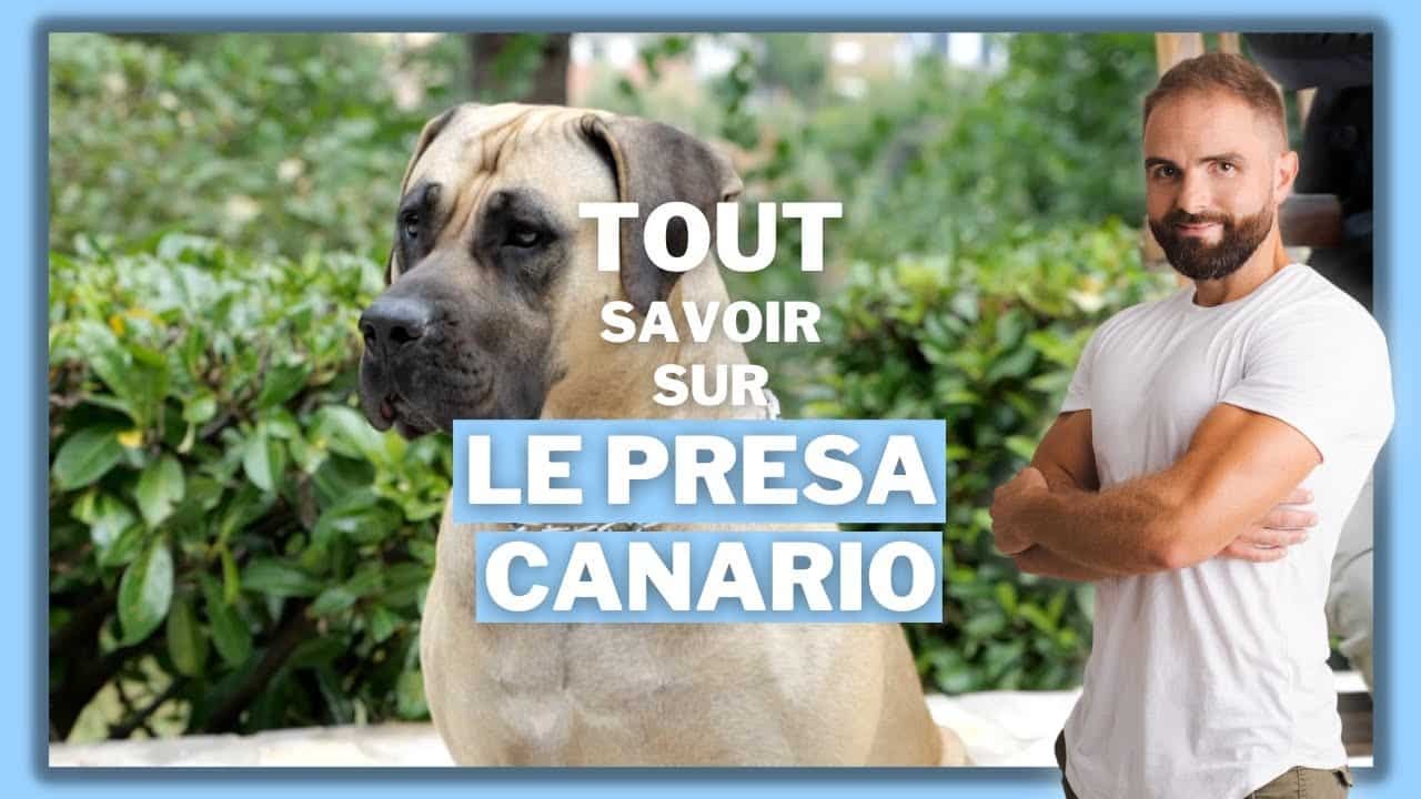 Le Presa Canario, tout savoir sur le Canary Mastiff