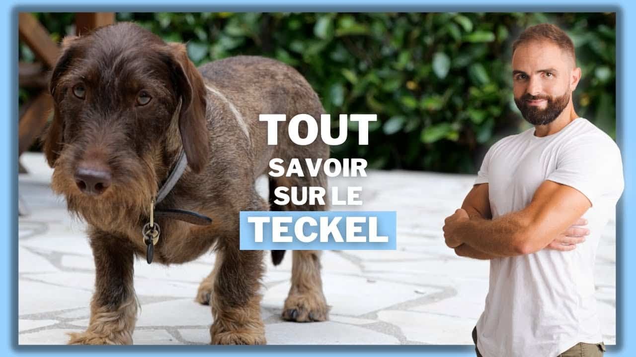 Le Teckel, tout savoir sur ces chiens