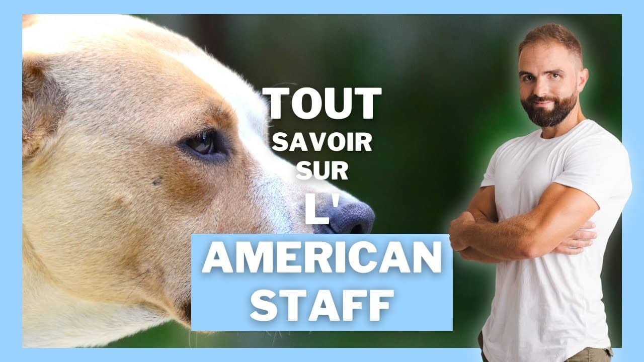 L’American Staff, tout savoir sur ces chiens