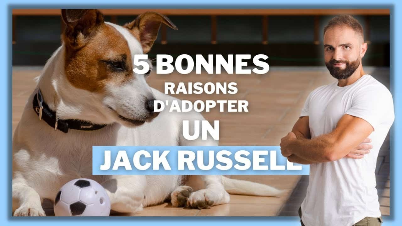 Le Jack Russell, tout savoir sur ces chiens