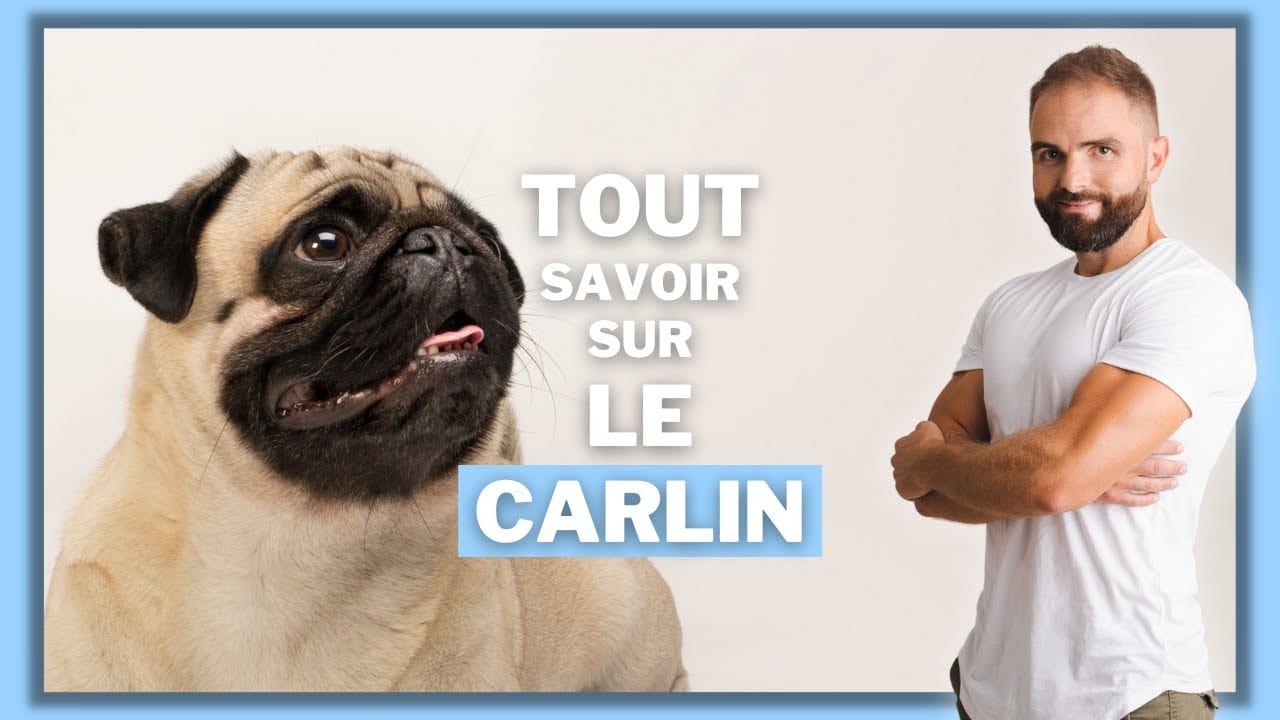 Le Carlin, tout savoir sur le Pug