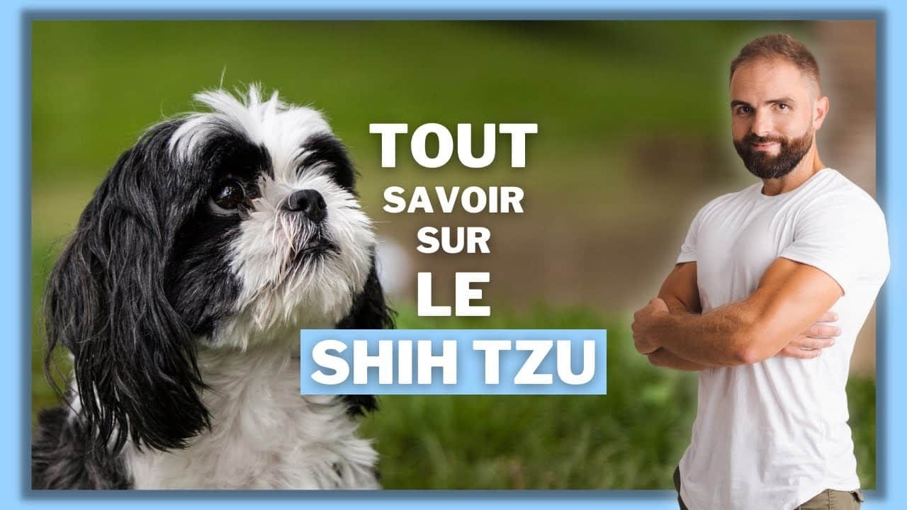 Le Shih Tzu, tout savoir sur le Chien chrysanthème