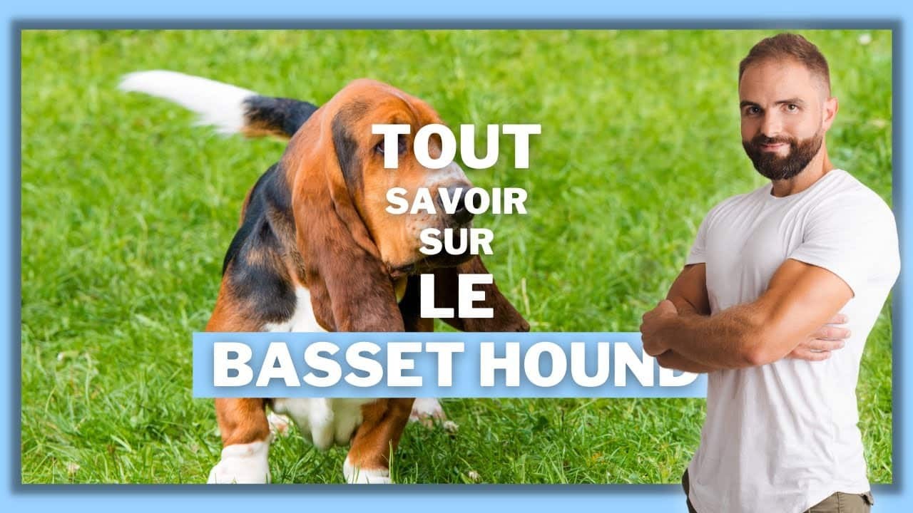 Le Basset Hound, tout savoir sur ces chiens