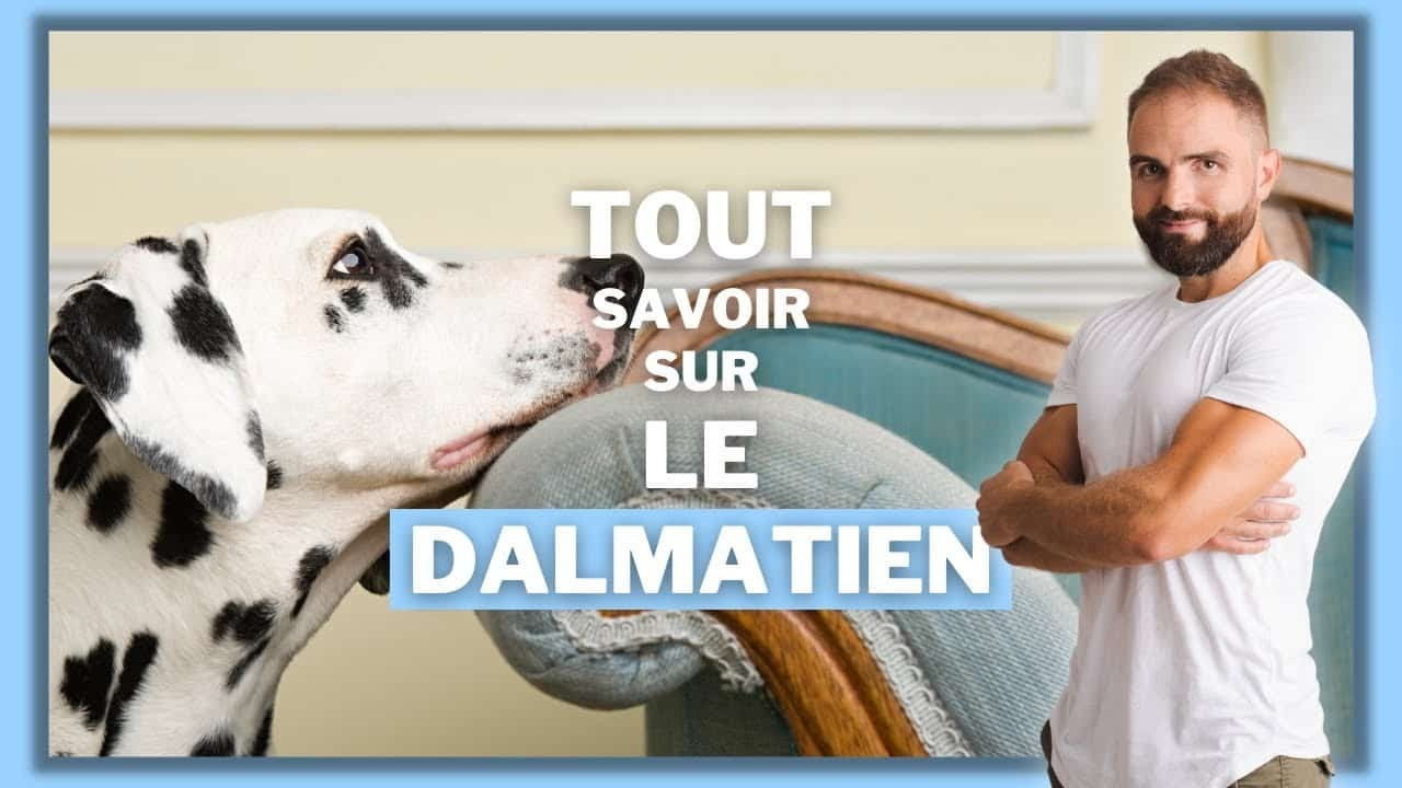 Le Dalmatien, tout savoir sur ces chiens