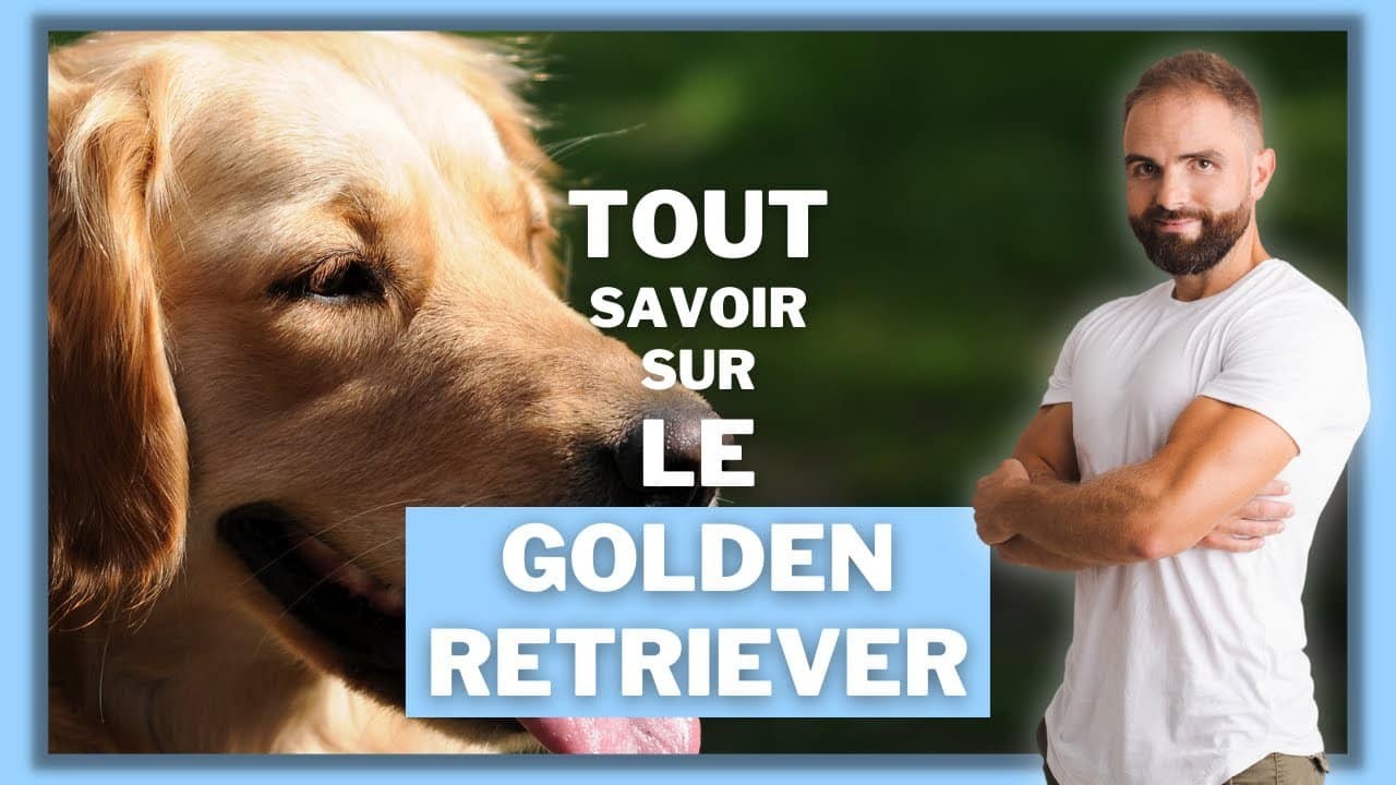 Le Golden Retriever, tout savoir sur le Retriever doré