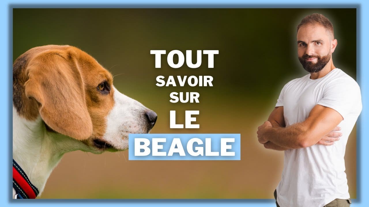Le Beagle, tout savoir sur cette race