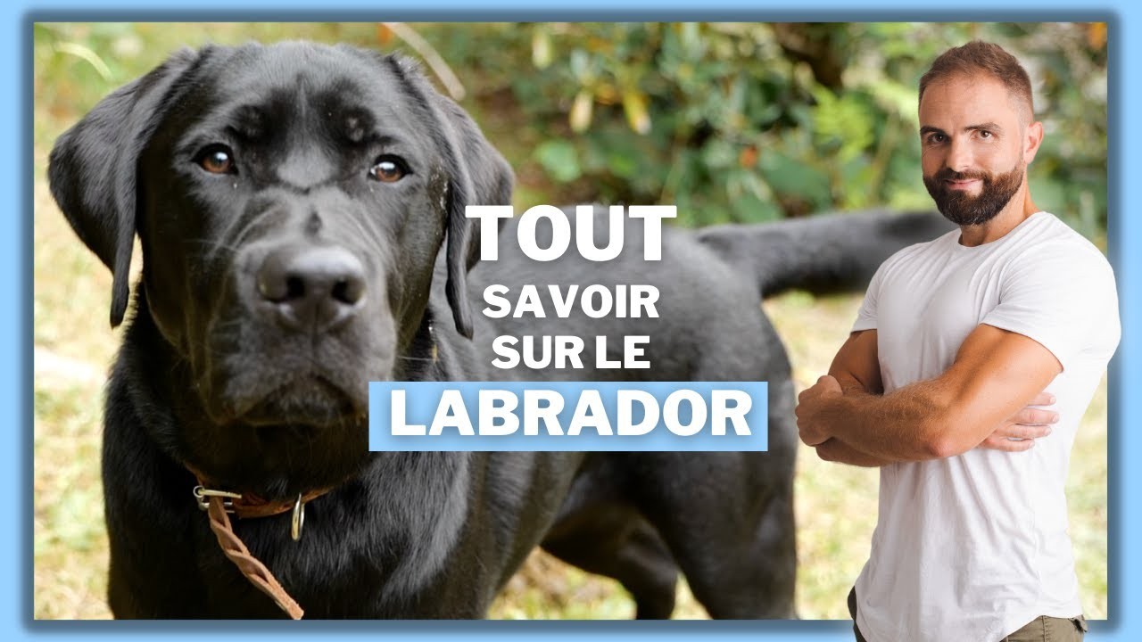 Le Labrador Retriever, tout savoir sur ces chiens