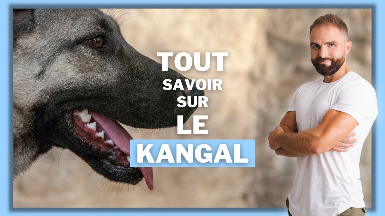 Le Kangal, tout savoir sur le Berger d’Anatolie