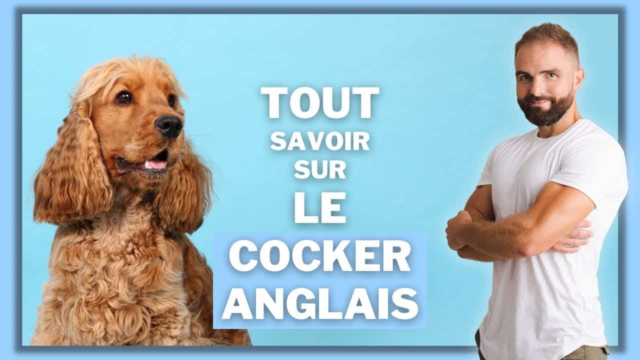 Le Cocker anglais, tout savoir sur cette race