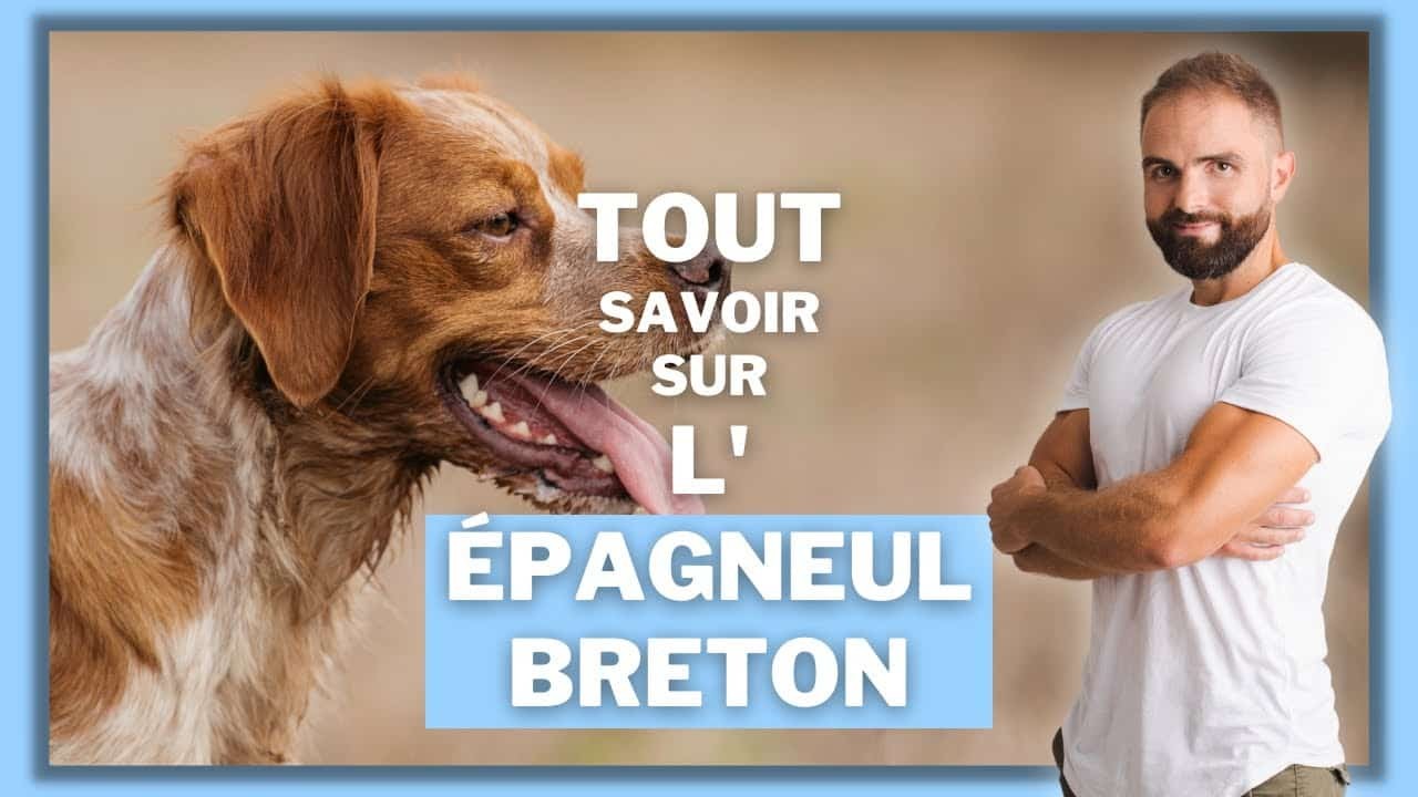 L’Épagneul breton, tout savoir sur le chien Français