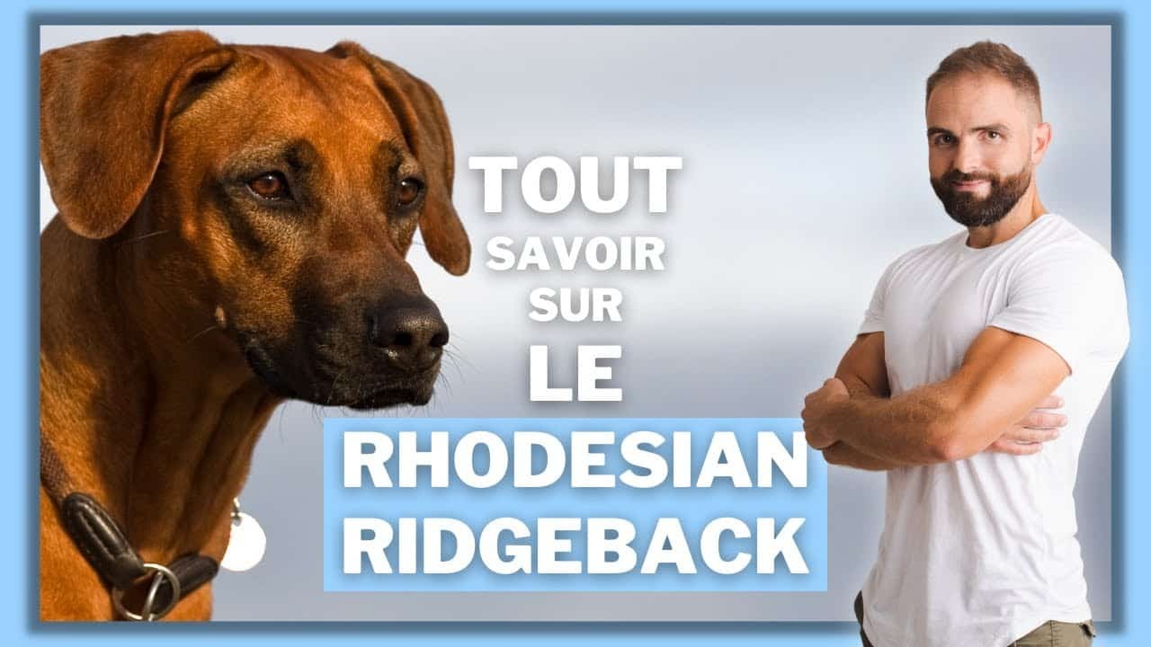 Le Rhodesian Ridgeback, tout savoir sur ces chiens