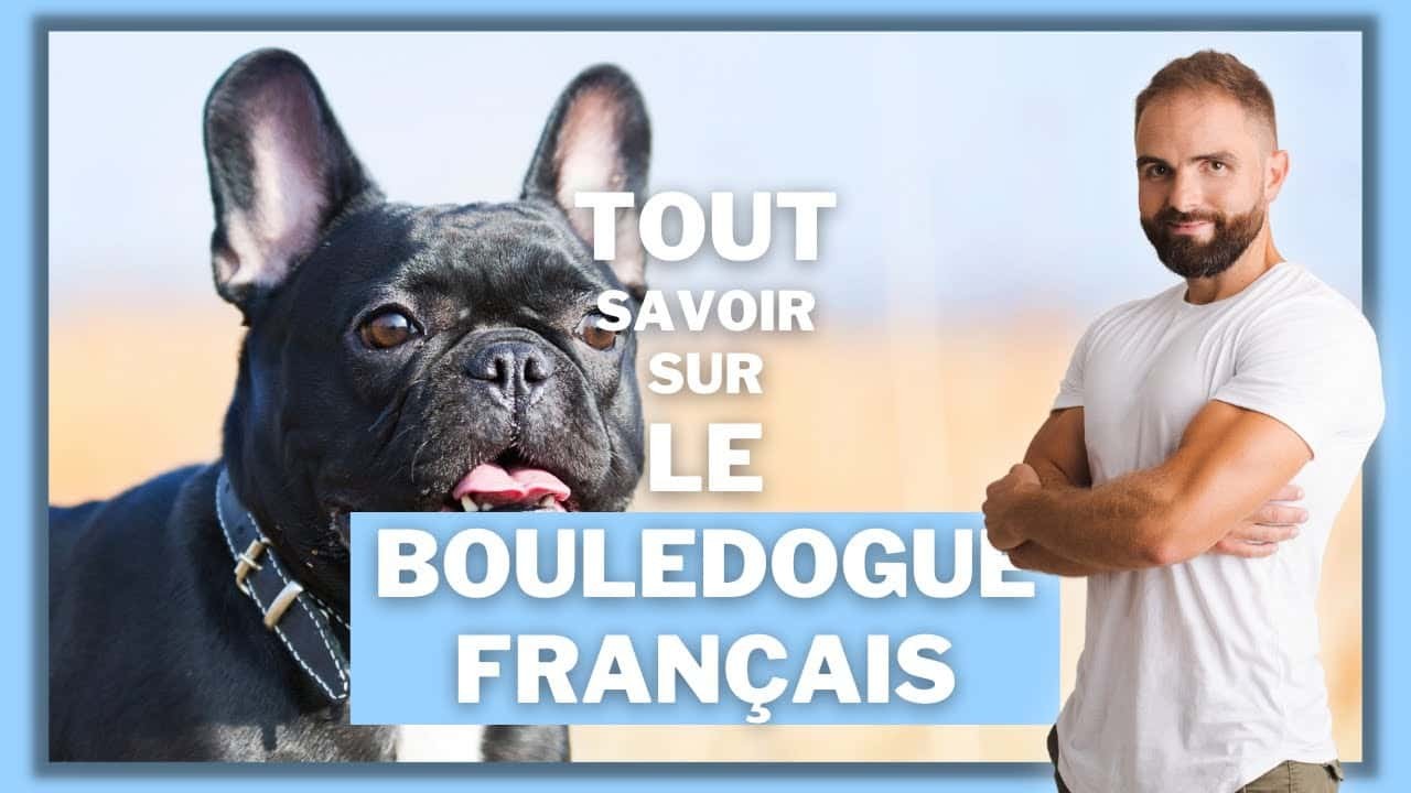 Le Bouledogue Français, tout savoir sur ce molosse