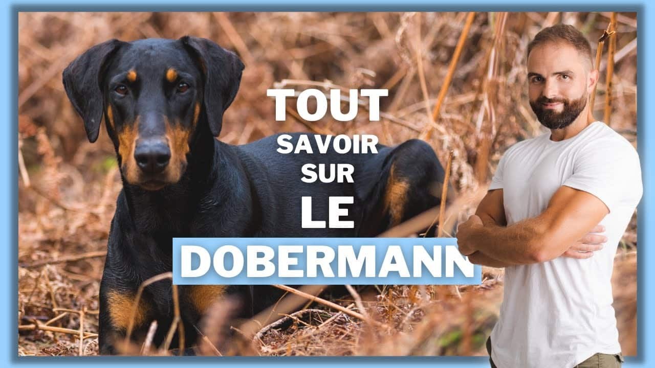 Le Dobermann, tout savoir sur ce molosse