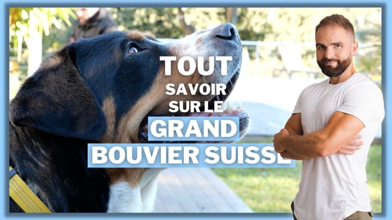 Le Grand Bouvier Suisse, tout savoir sur ces chiens