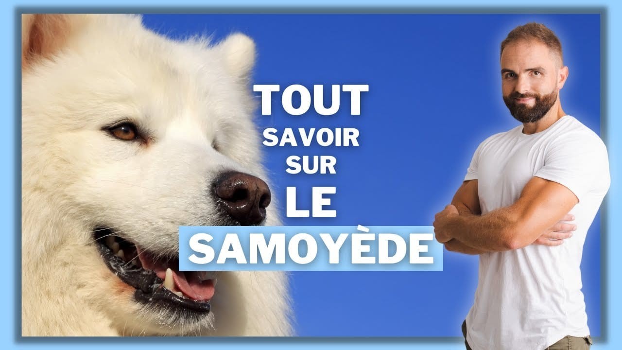 Le Samoyède, tout savoir sur ce chien primitif