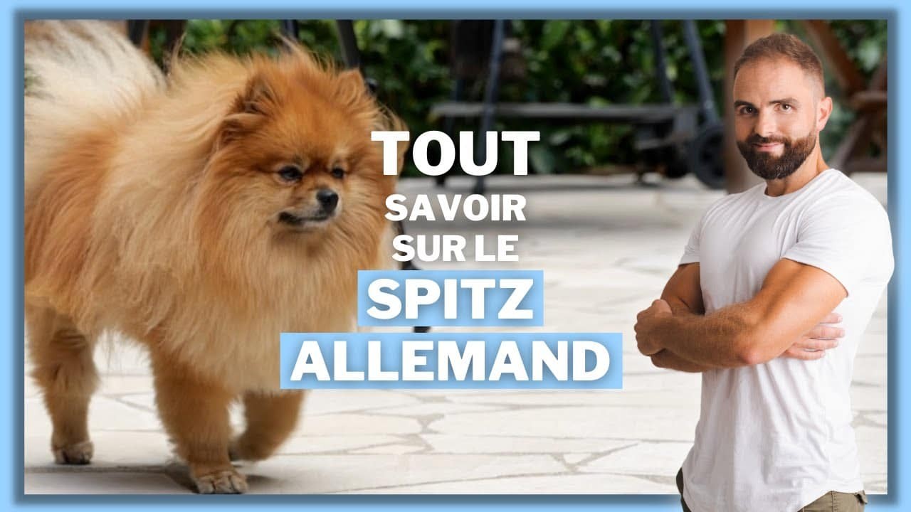 Le Spitz allemand nain, tout savoir sur le Loulou de Pomeranie