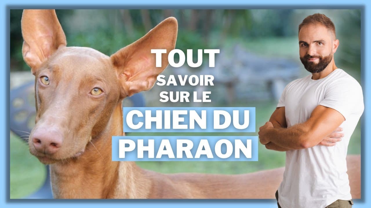 Le Chien du Pharaon, tout savoir sur le Lévrier du Pharaon