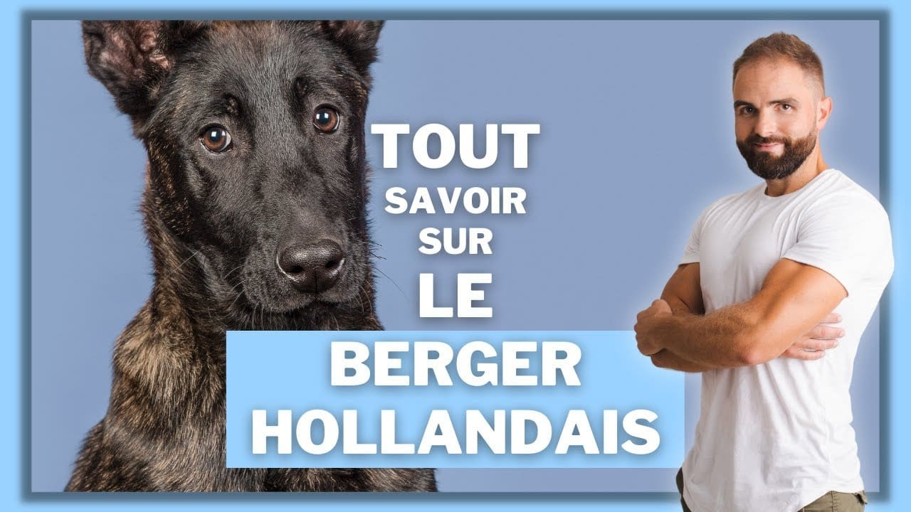 Le Berger Hollandais