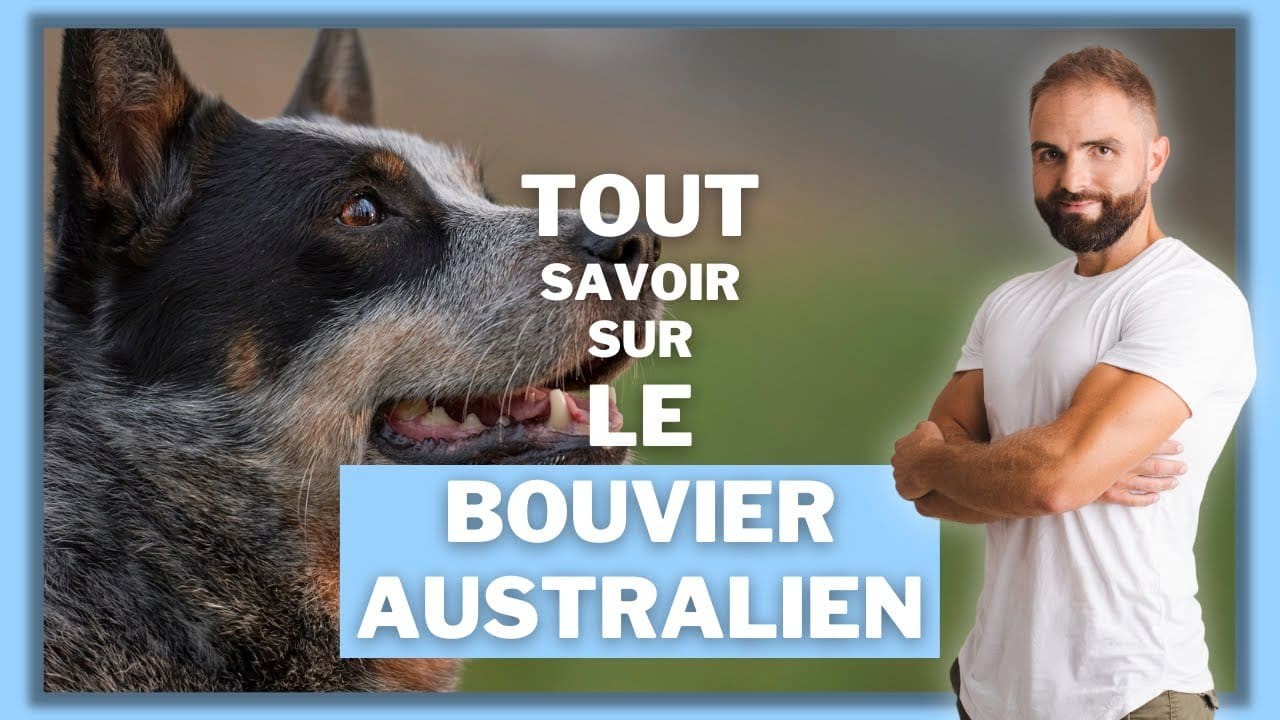 Le Bouvier Australien