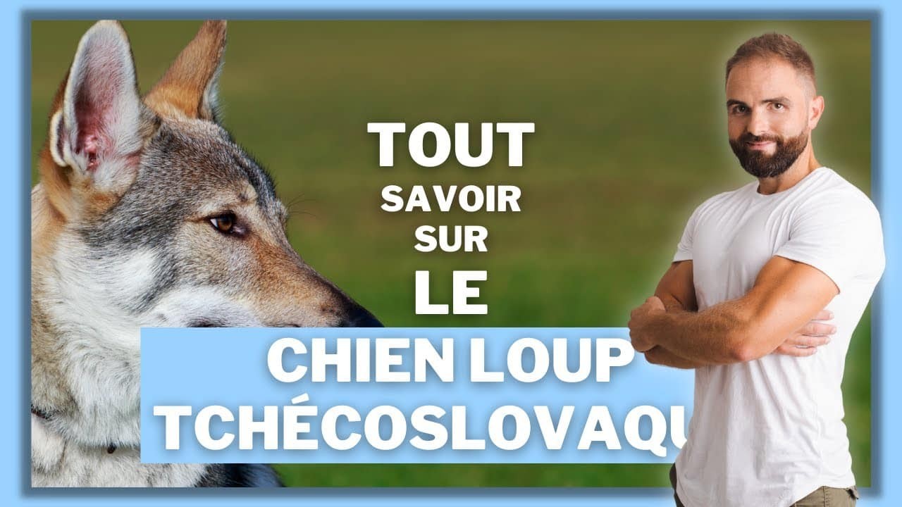 Le Chien-Loup Tchécoslovaque, tout savoir sur le Chien Loup Tchèque