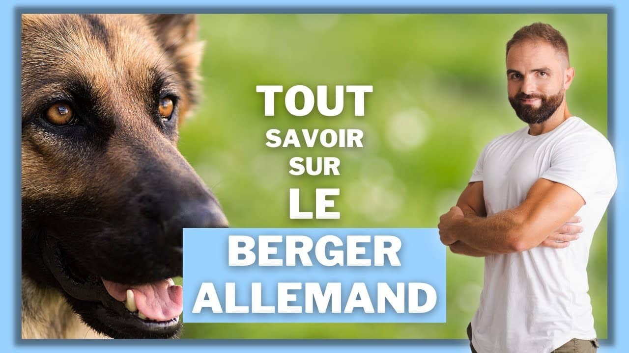 Le Berger Allemand, tout savoir sur le Berger Allemand