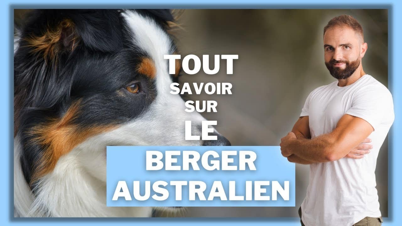 Le Berger Australien, tout savoir sur l’Aussie