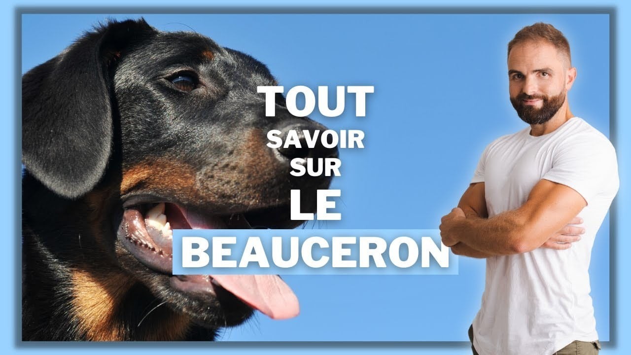 Le Beauceron, tout savoir sur le Berger de Beauce