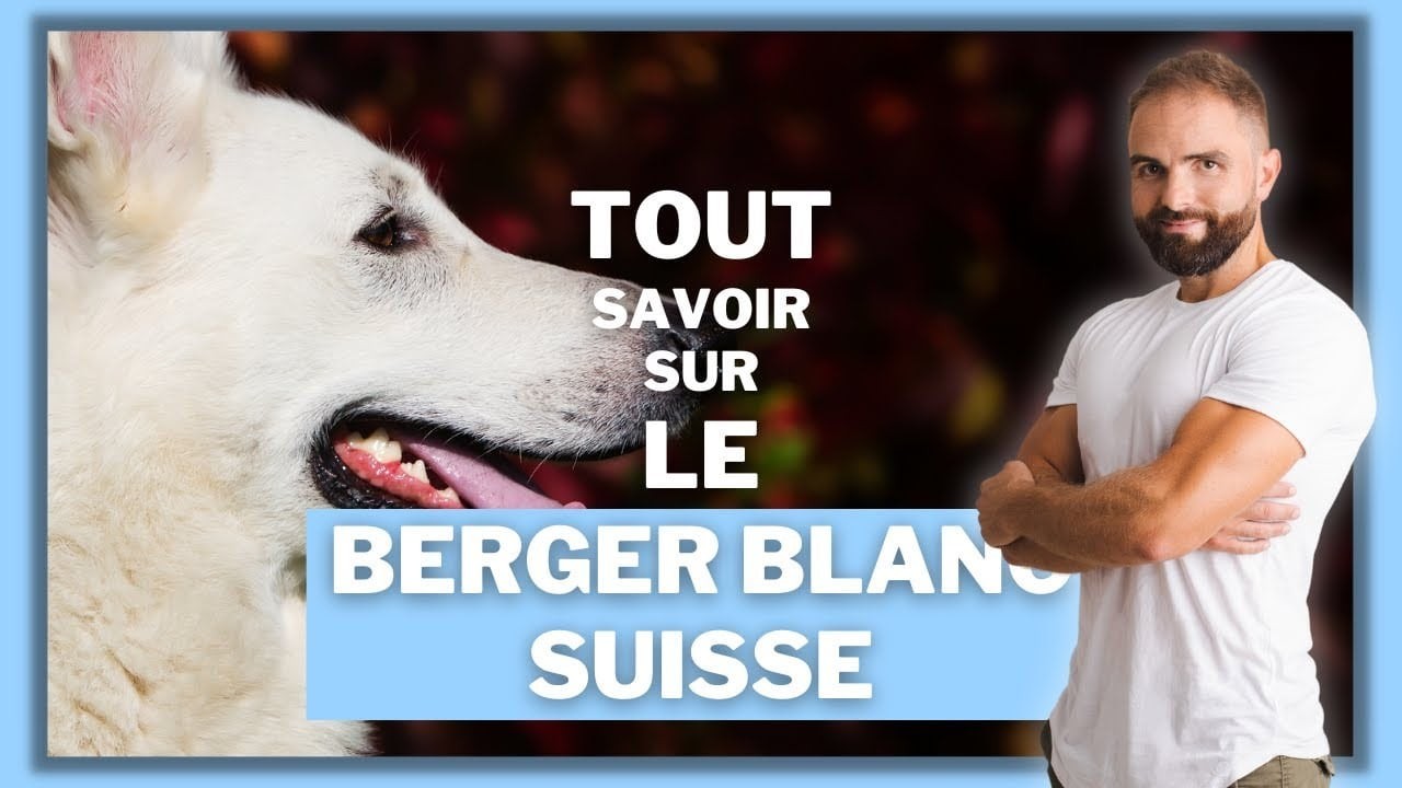 Le Berger Blanc suisse, tout savoir sur ces chiens