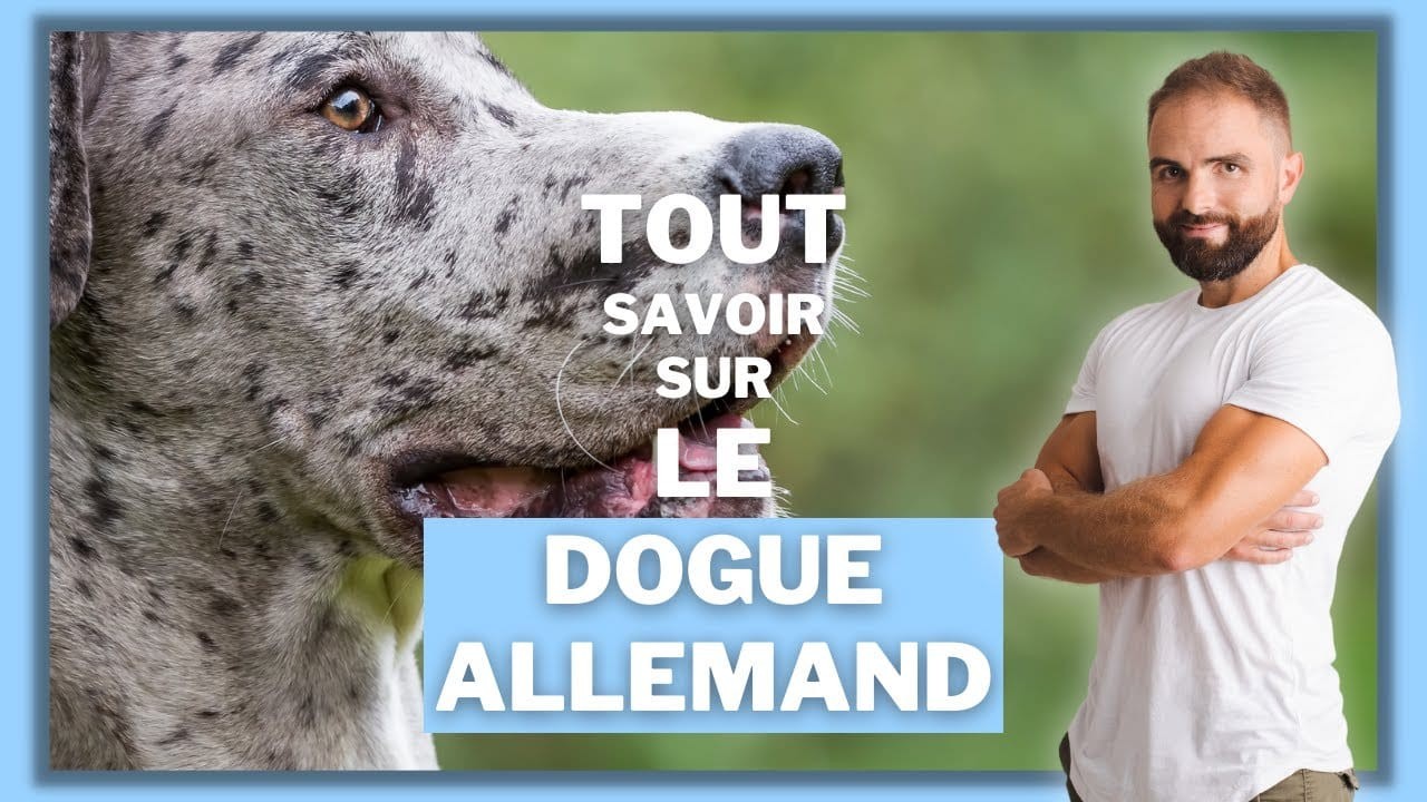 Le Dogue allemand, tout savoir sur le Grand Danois