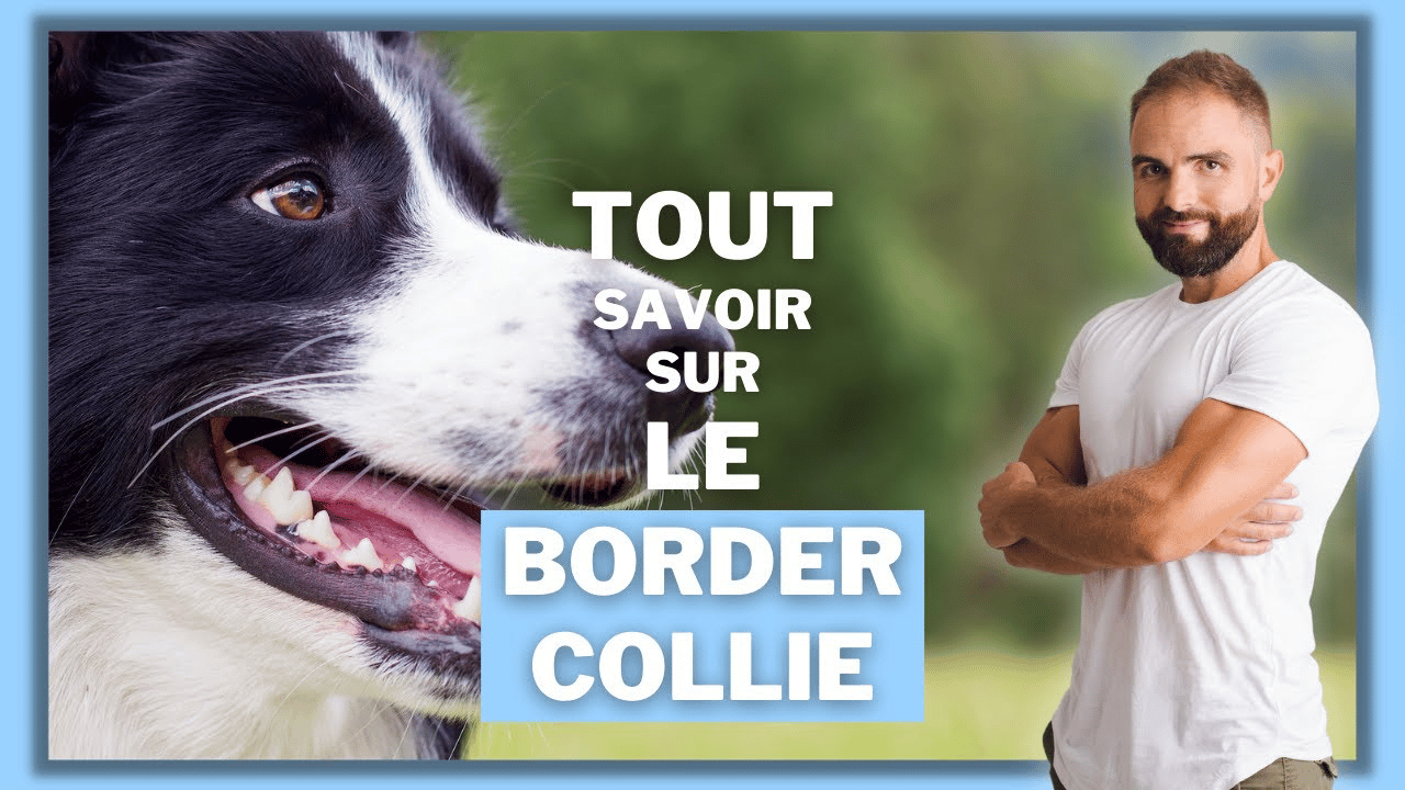 Le Border Collie : tout ce qu’il faut savoir sur ce chien