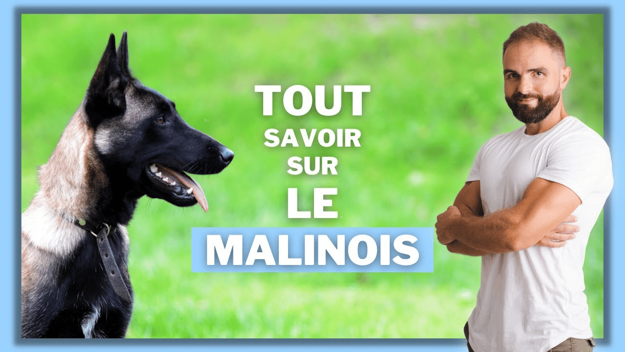 Le Malinois, tout savoir sur ce chien de berger