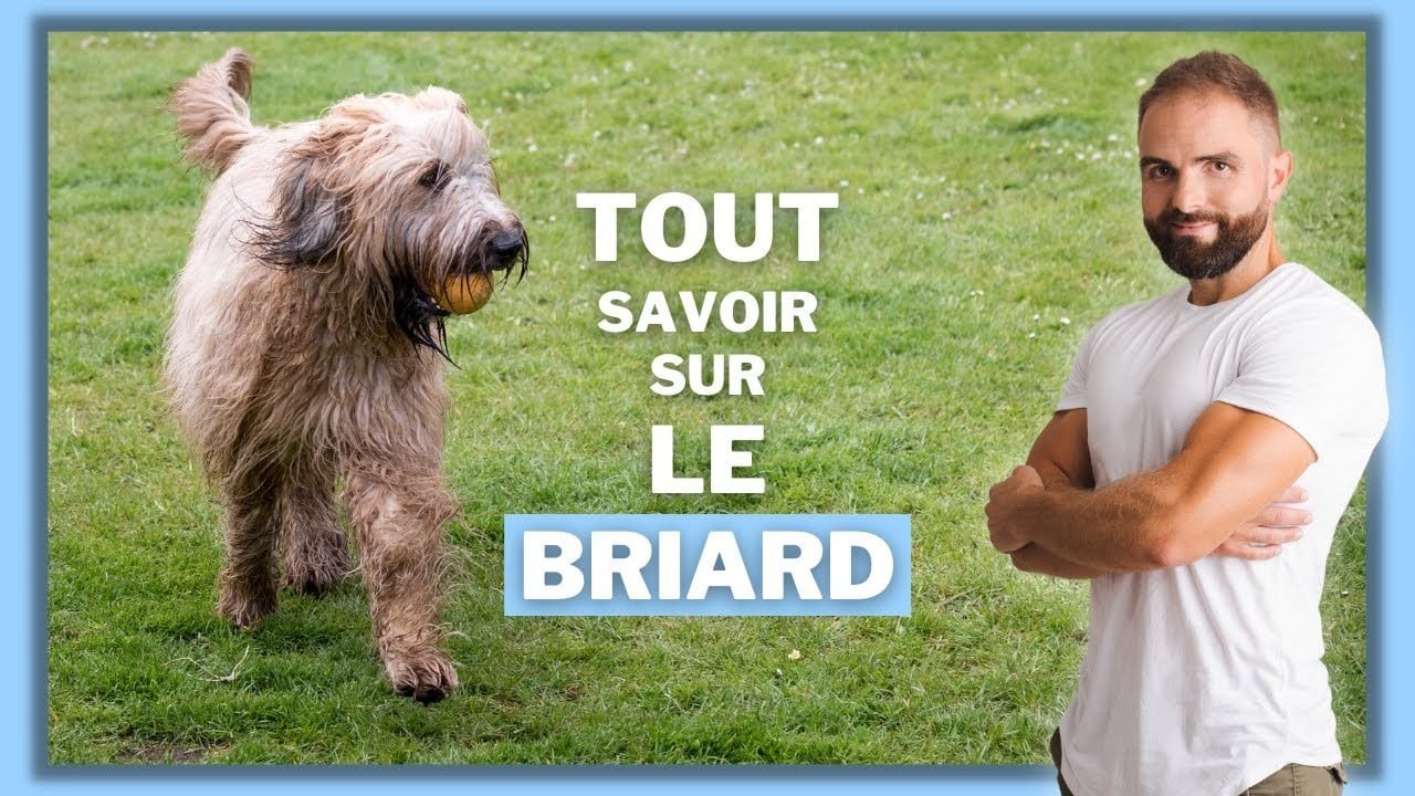 Le Briard, tout savoir sur le Berger de Brie