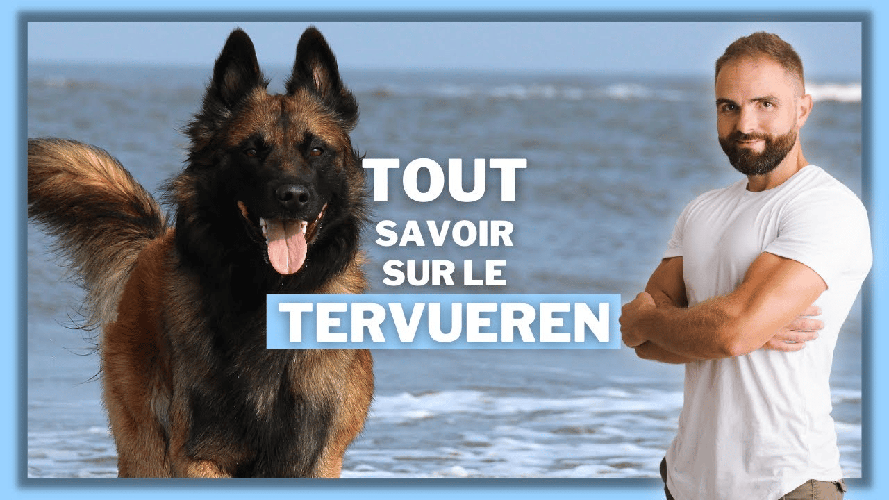 Le Berger Belge Tervueren, tout savoir sur cette race de chien