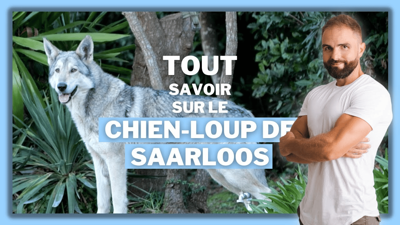 Le Chien-loup de Saarloos, tout savoir sur le chien tchécoslovaque