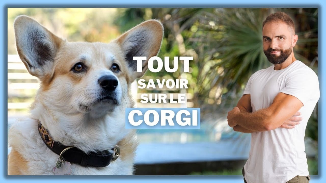 Le Corgi, tout savoir sur cette race de chien
