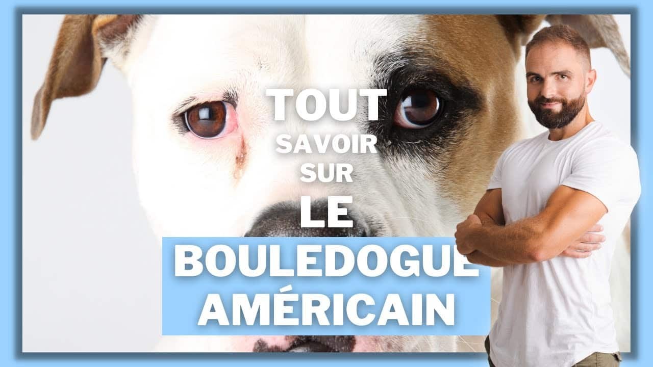 Le Bouledogue Américain, tout savoir sur ces chiens