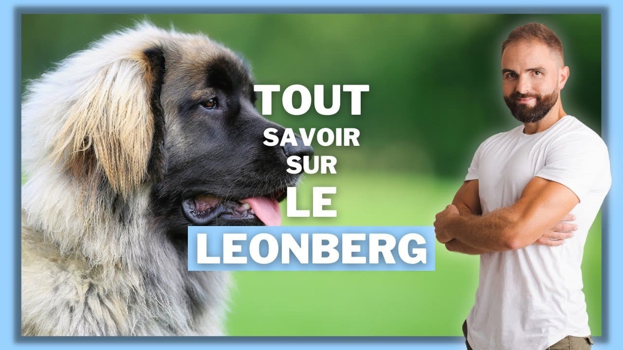 Le Leonberg, tout savoir sur ces chiens